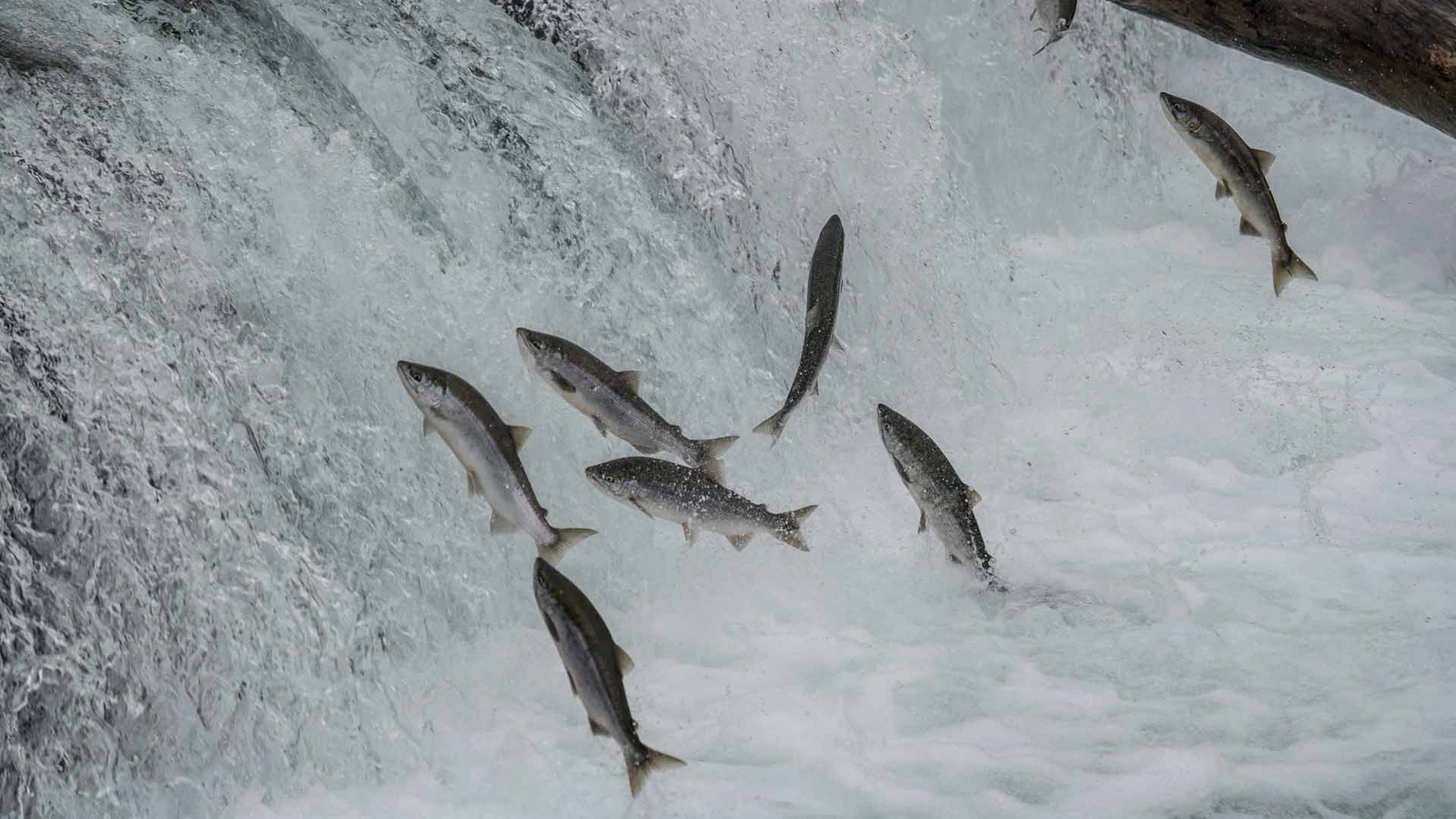 When it comes to wild salmon, here's why frozen is almost always preferable to "fresh." - Kohne Family Seafoods