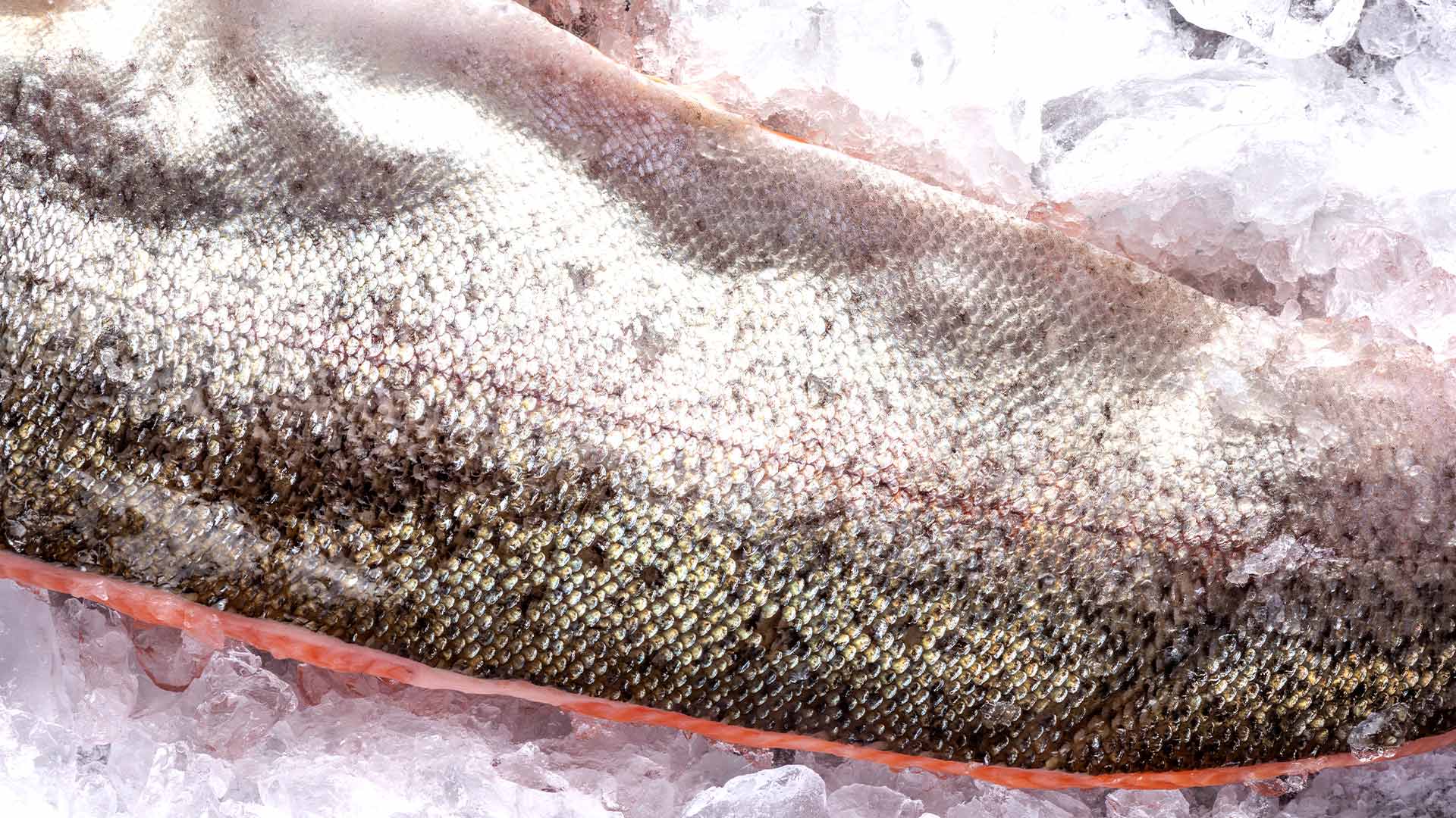 
          
            Is Fish Skin Good For Your Skin? - Kohne Family Seafoods
          
        